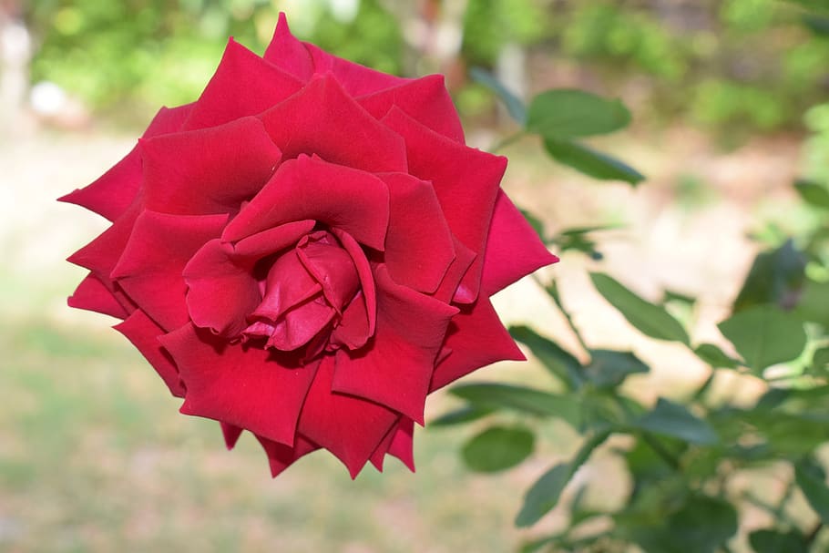 Колумбийские розы. Название открытой розы. Red close