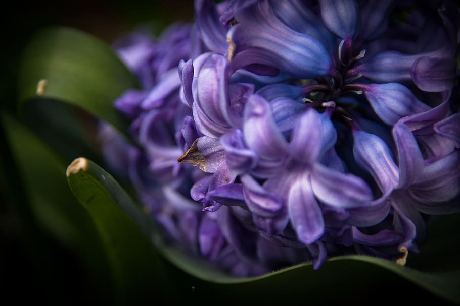 hyacinth, flower, spring, spring flower, close up, fragrant flower HD wallpaper
