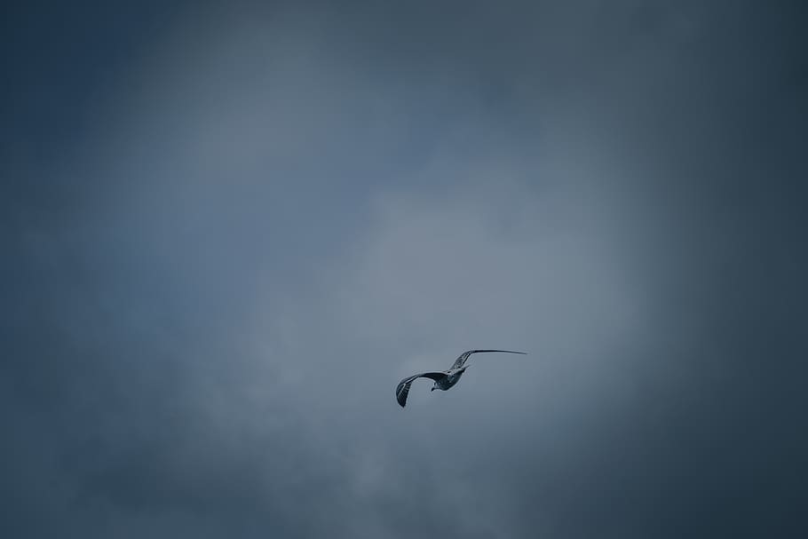 france, cannes, flying, vertebrate, animal, animals in the wild HD wallpaper