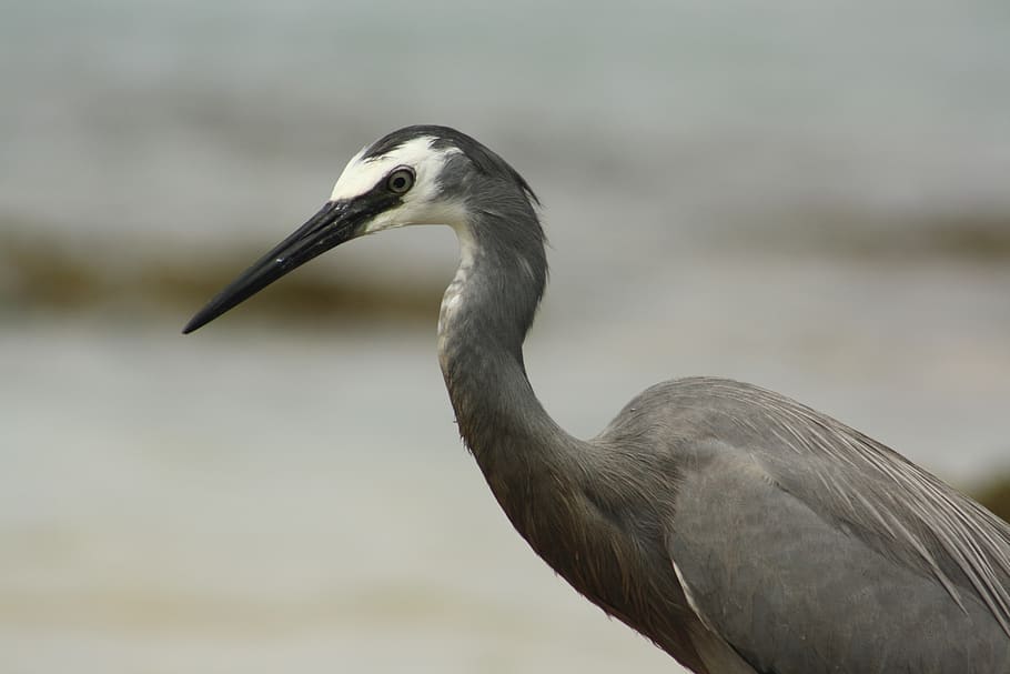 white faced heron, bird, beach, australia, caloundra, head HD wallpaper