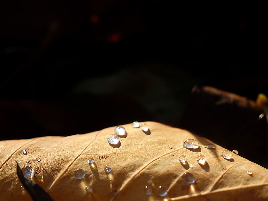 leaf, water, drop, nature, plants, wet, tree, droplets, dew HD wallpaper