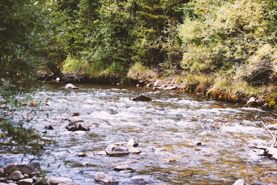 united states, silverthorne, water, plant, tree, nature, day HD wallpaper