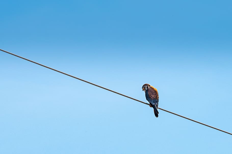 Bird Perching On Wire, animal, perched, animal themes, animal wildlife HD wallpaper