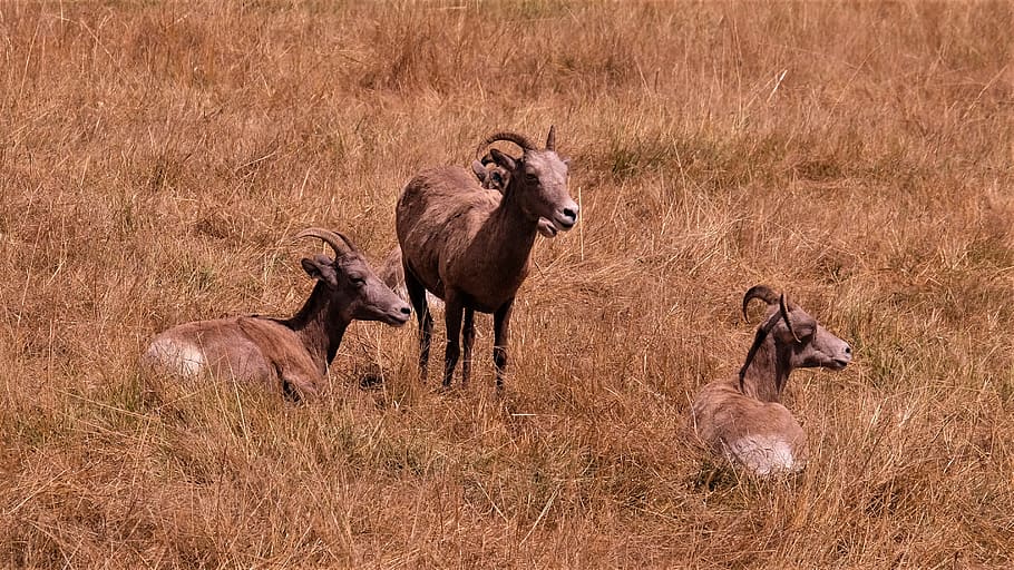 three brown deers on grass during daytime, wildlife, antelope HD wallpaper
