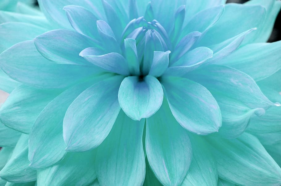 background, flower, nature, color, garden, plant, close up HD wallpaper