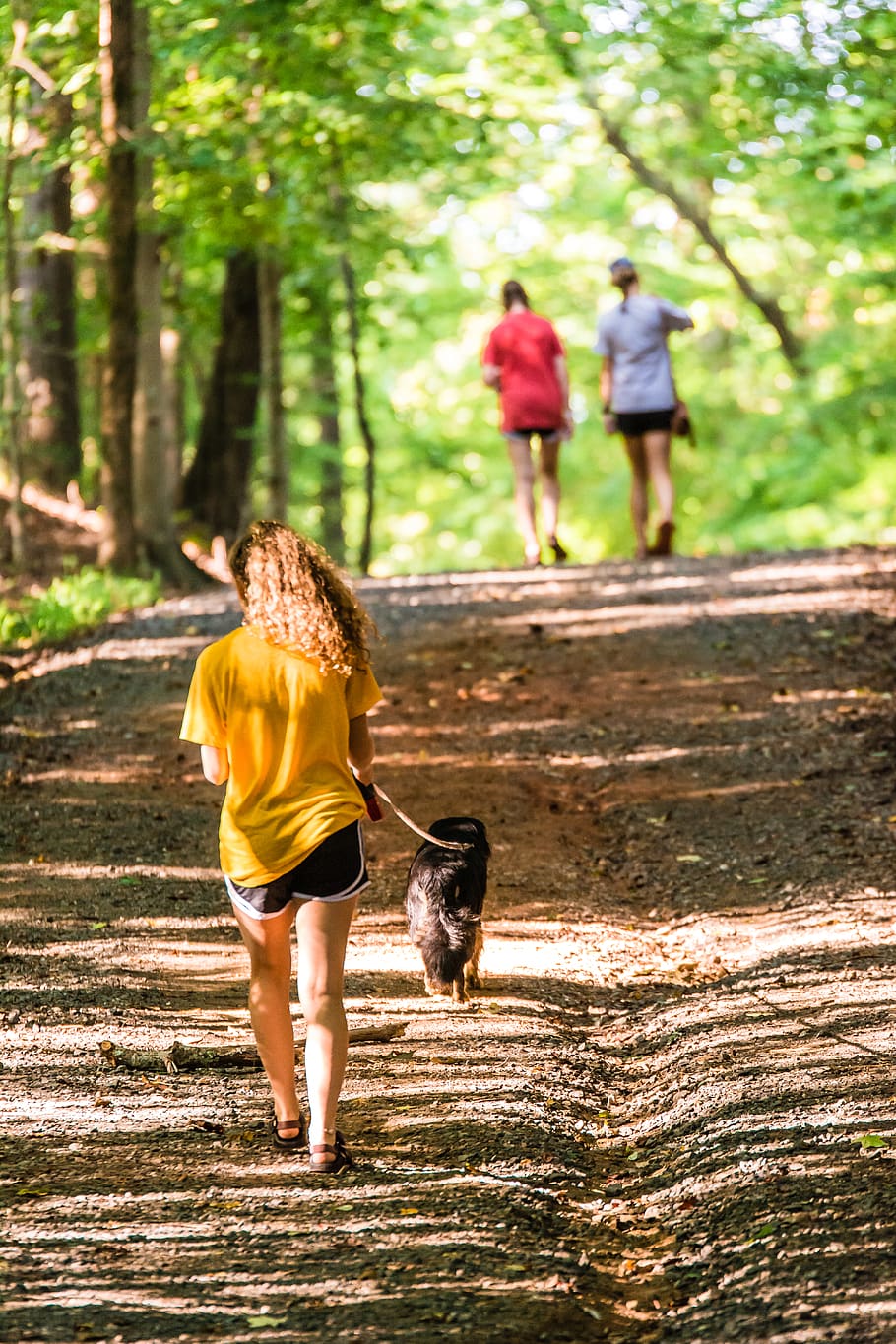 Woman Walking on Road With Dog Between Green Leaf Trees, active HD wallpaper