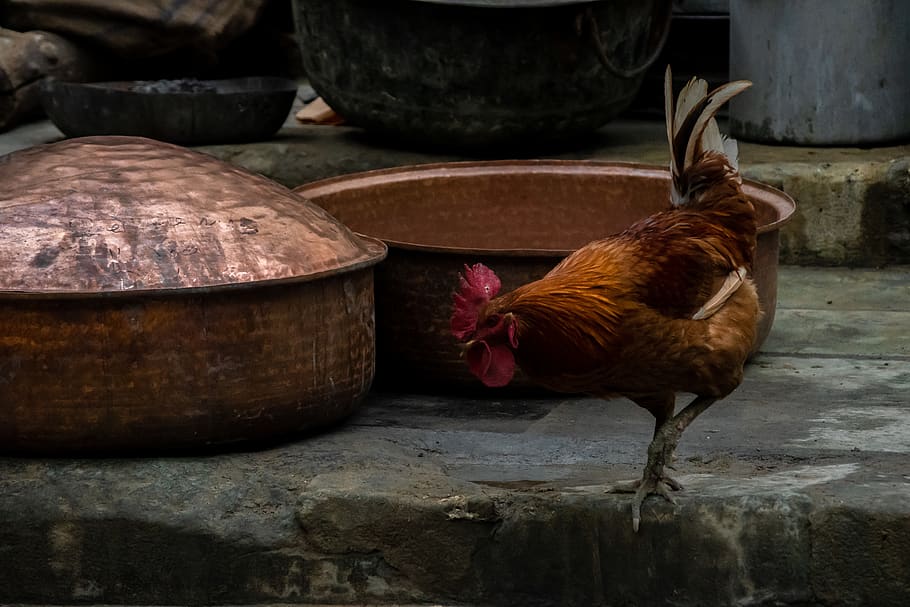 chicken, animal, fowl, bird, poultry, fez, morocco, rooster