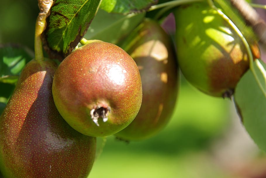 pears, peer, orchard, pear tree, fruit, fruits, food, fruit tree, HD wallpaper