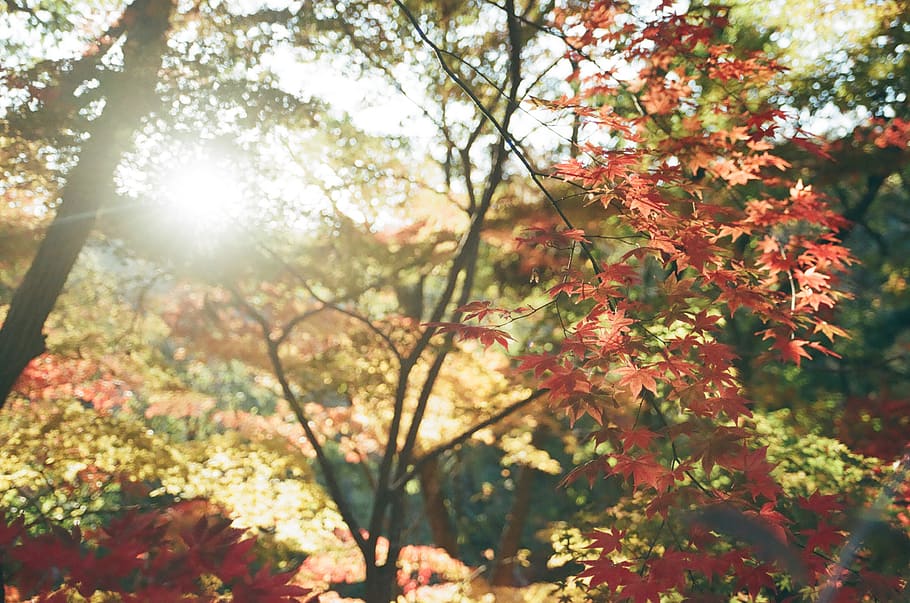 plant, leaf, tree, sunlight, maple, outdoors, vegetation, red HD wallpaper