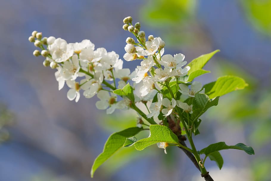 spring, flower, flowers, background, focus, closeup, outdoor HD wallpaper