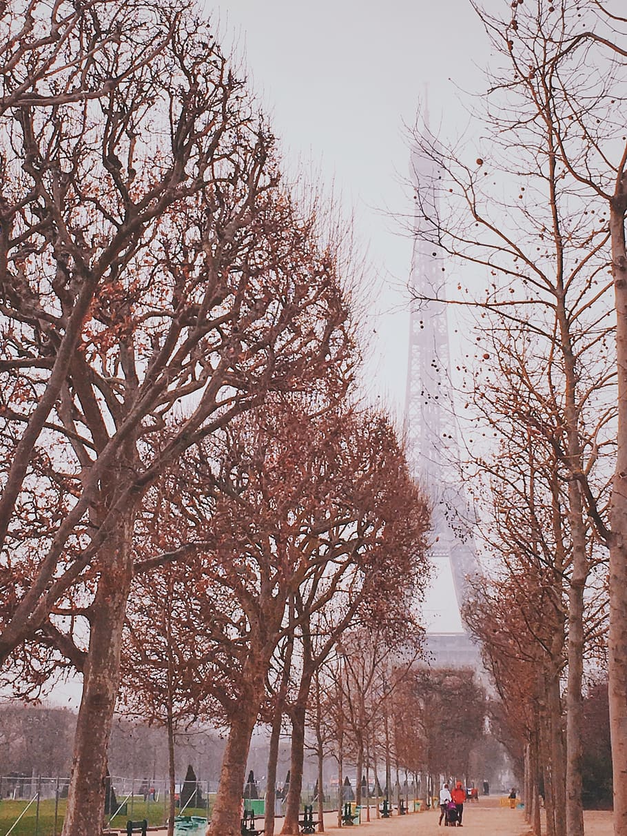 Brown Trees, branch, cold, dawn, eiffel tower, fog, frost, frosty HD wallpaper
