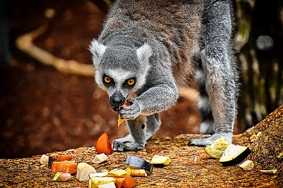 monkey, lemur, cute, eat, zoo, äffchen, sweet, animal, animal world HD wallpaper