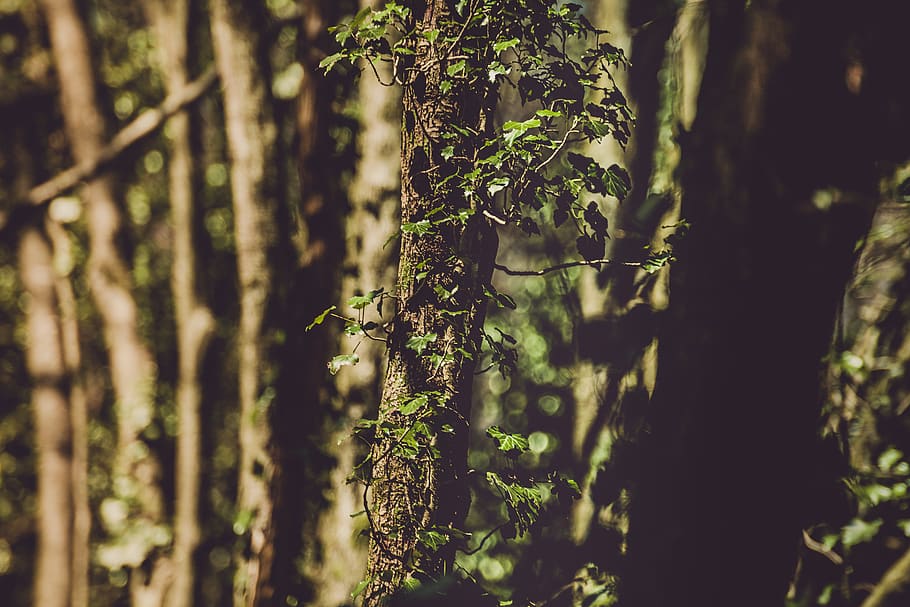 Closeup Photo of Green Leaf Tree, bark, branch, color, environment HD wallpaper