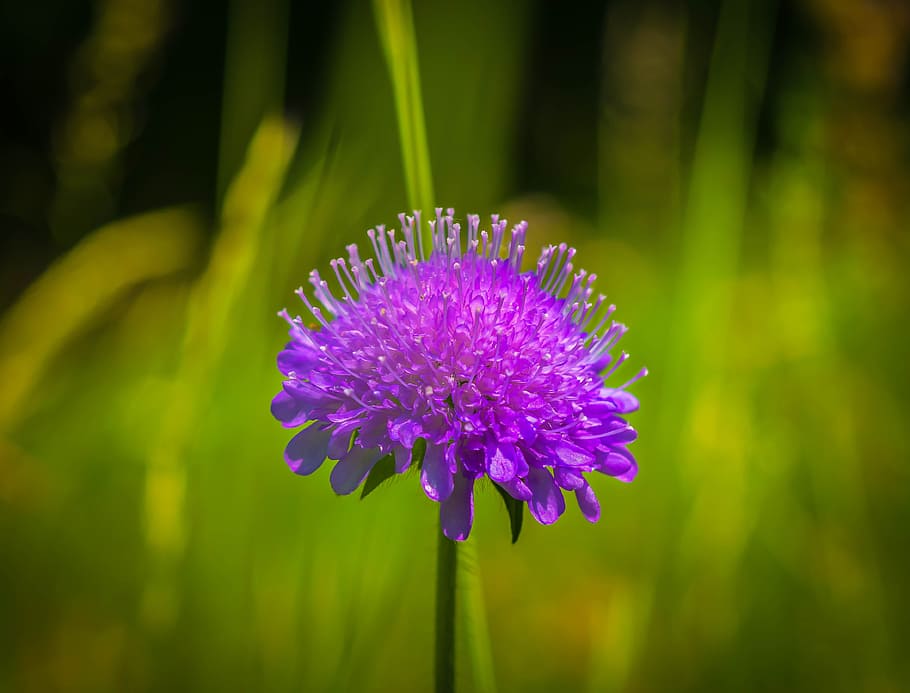 macro, fresh, flower, nature, fragrance, garden, blooming, flowering plant HD wallpaper