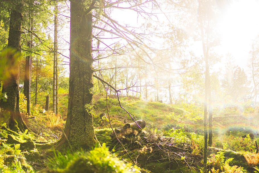 norway, bergen, tree, plant, land, forest, beauty in nature HD wallpaper