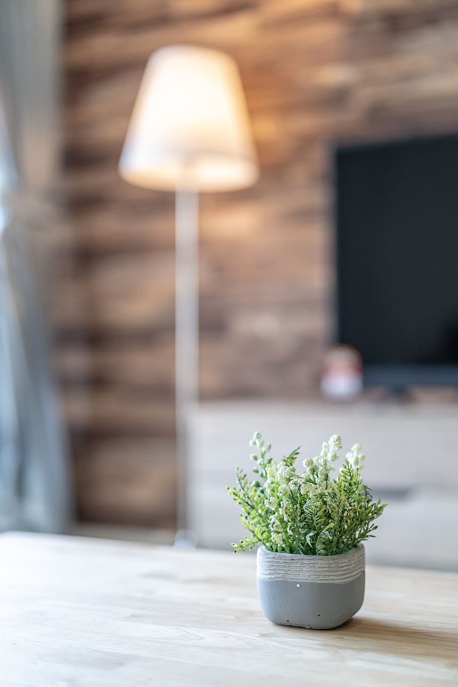 plant, indoor, table, green, nature, office, flower, flora HD wallpaper