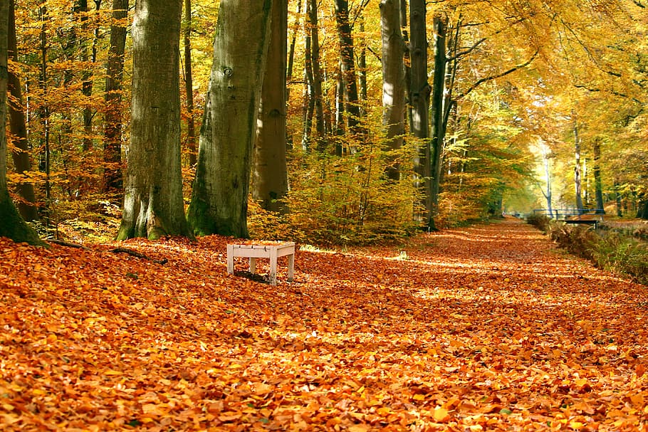 Autumn/Fall Park, nature, bark, bench, bridge, hike, leaves, orange HD wallpaper