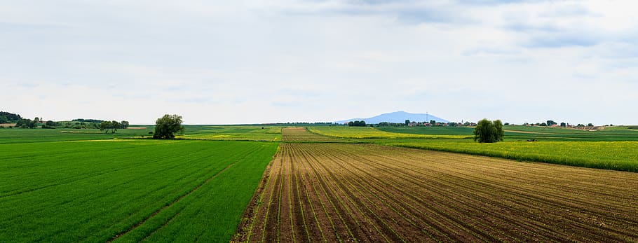 green field under blue sky, nature, outdoors, land, agriculture HD wallpaper
