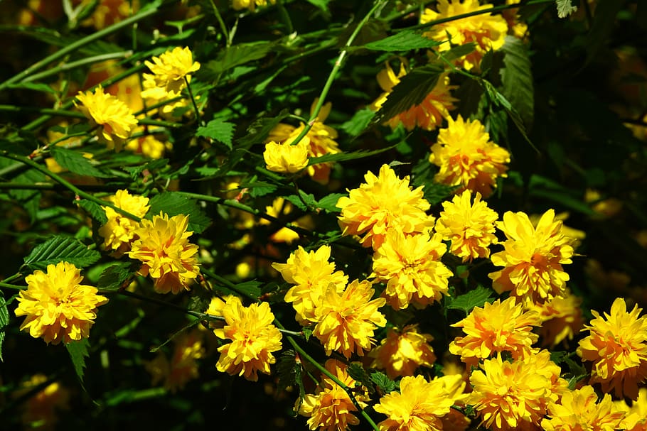 flowers, yellow, spring, petals, nature, garden, background HD wallpaper
