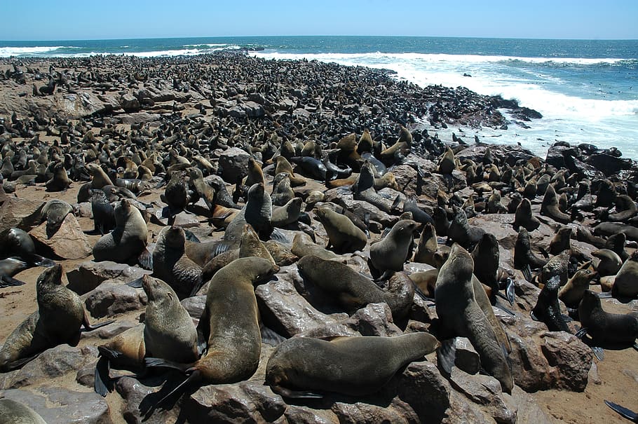 gray and black sea lions near seashore, sea life, mammal, animal, HD wallpaper