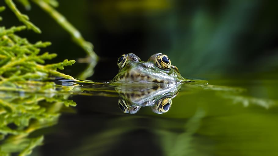 green frog, wildlife, amphibian, animal, invertebrate, insect HD wallpaper