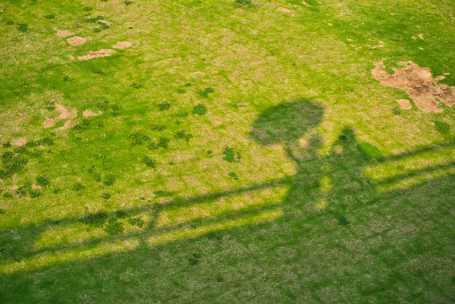 plant, grass, shadow, green color, high angle view, nature HD wallpaper