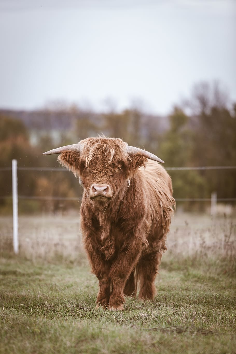 Scottish Highland cattle during daytime, animal themes, mammal, HD wallpaper