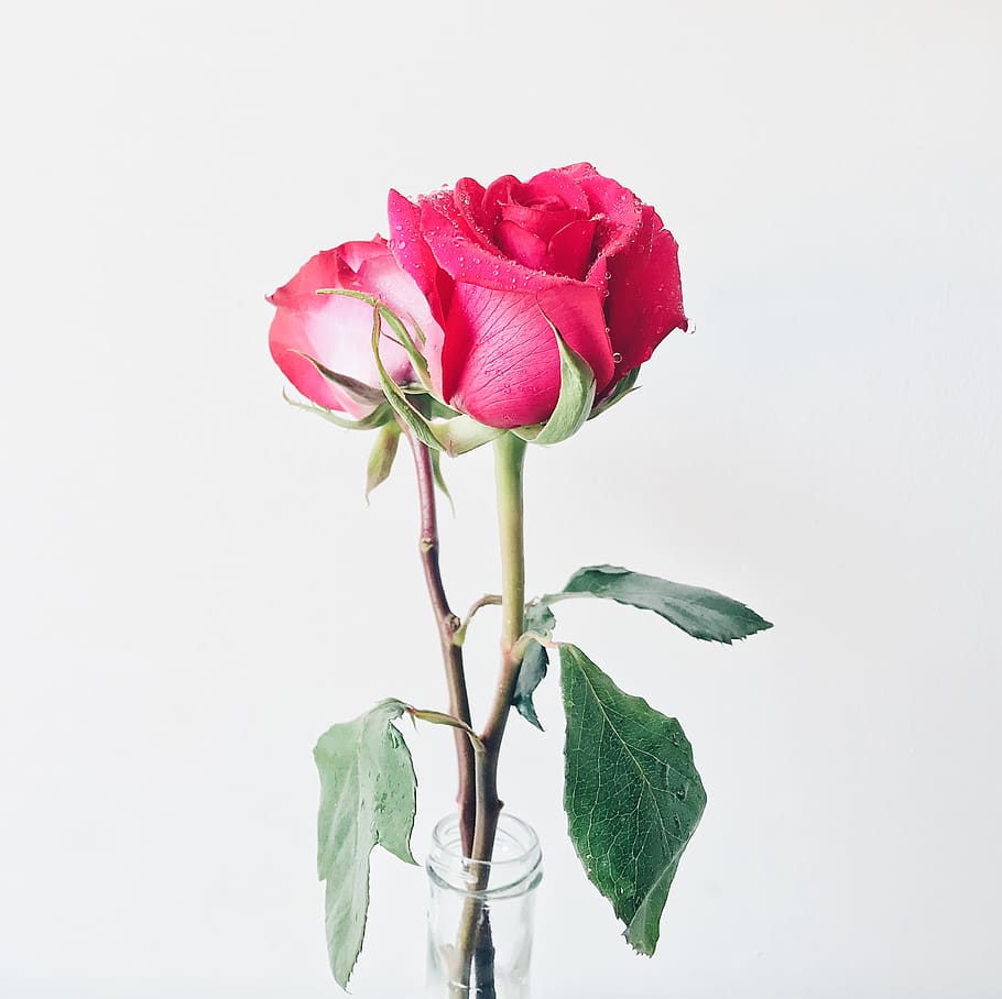 Photo of Pink Roses in Vase, beautiful, bloom, blooming, blossom HD wallpaper