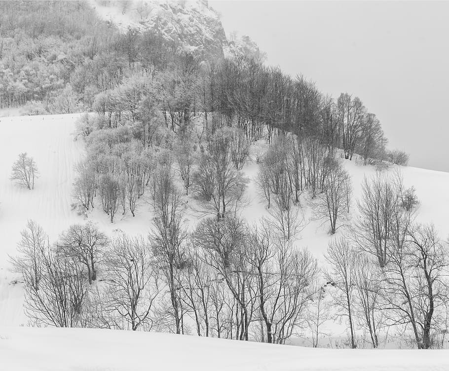 spain, valle de lago, forest, trees, bandw, winter, snow, cold temperature HD wallpaper