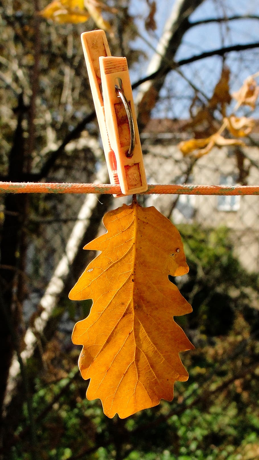 leave, fall, autumn, focus on foreground, tree, leaf, nature HD wallpaper