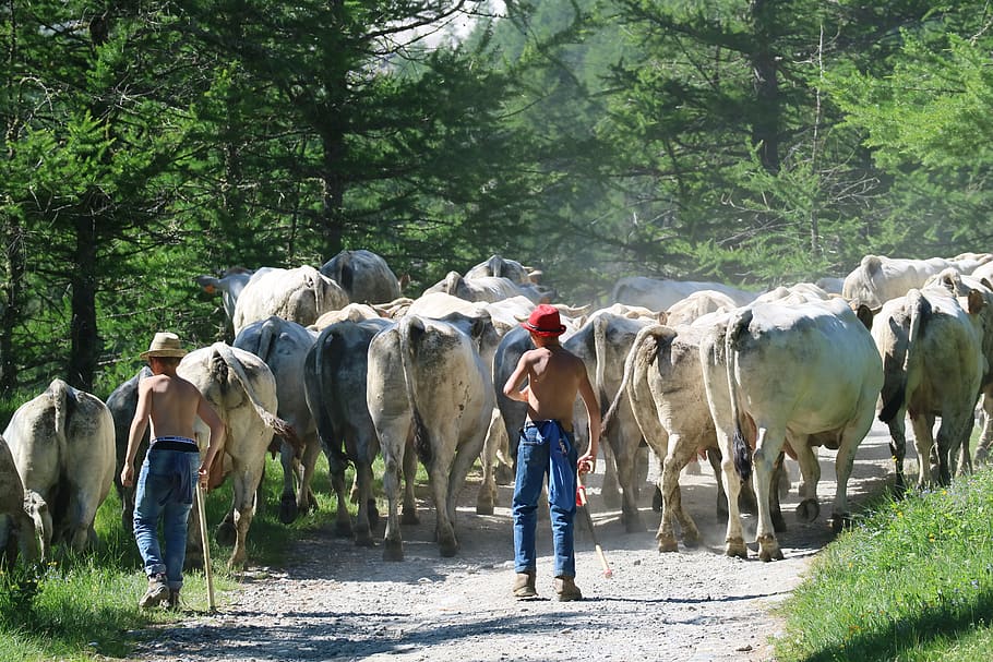 two men with cattle in forest, domestic animals, livestock, plant HD wallpaper