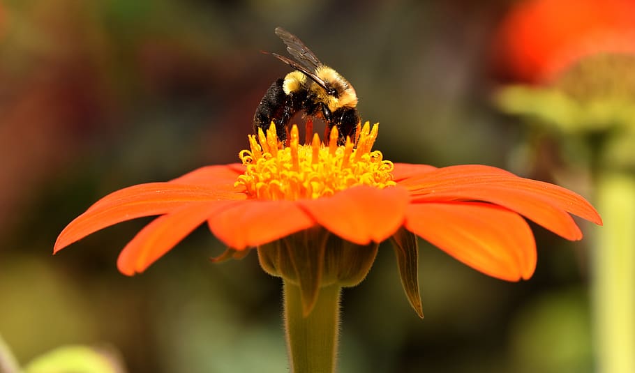 bees, insects, nature, flower, pollen, collect, garden, spring HD wallpaper