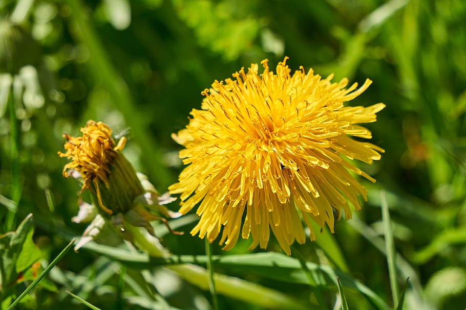 dandelion, bloom, blossom, yellow, nature, petals, plant, spring HD wallpaper