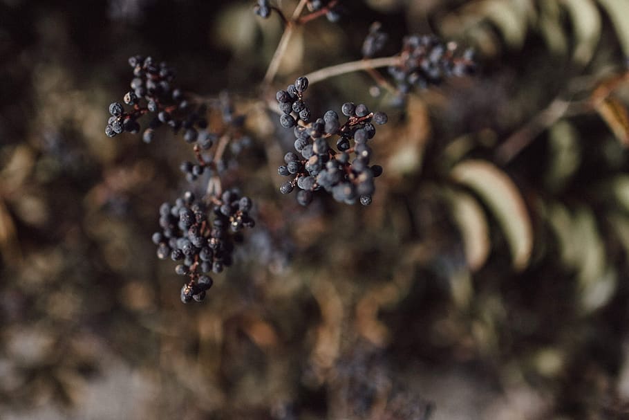 nature, food, food and drink, healthy eating, fruit, berry fruit HD wallpaper
