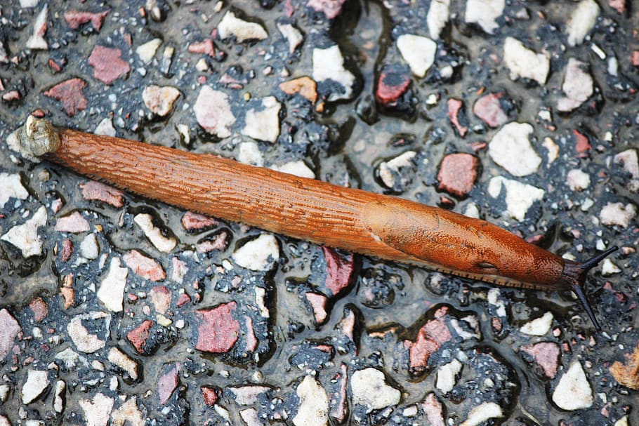 snail, slug, crawling, monthuit, france, no people, animal HD wallpaper