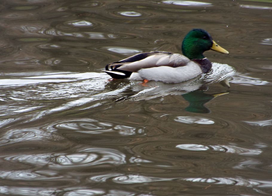bird, animal themes, water, lake, animal wildlife, animals in the wild HD wallpaper