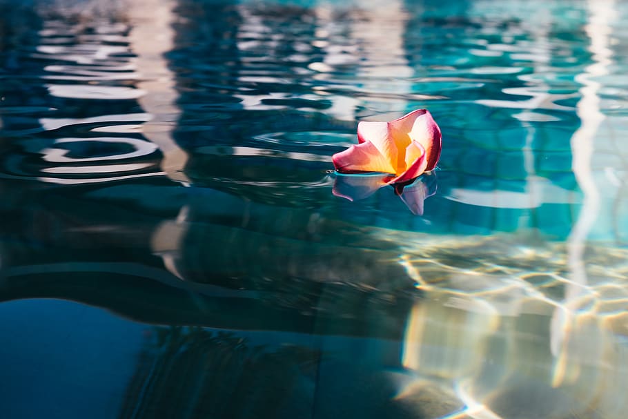 flower, swimming pool, water, reflection, beauty in nature HD wallpaper