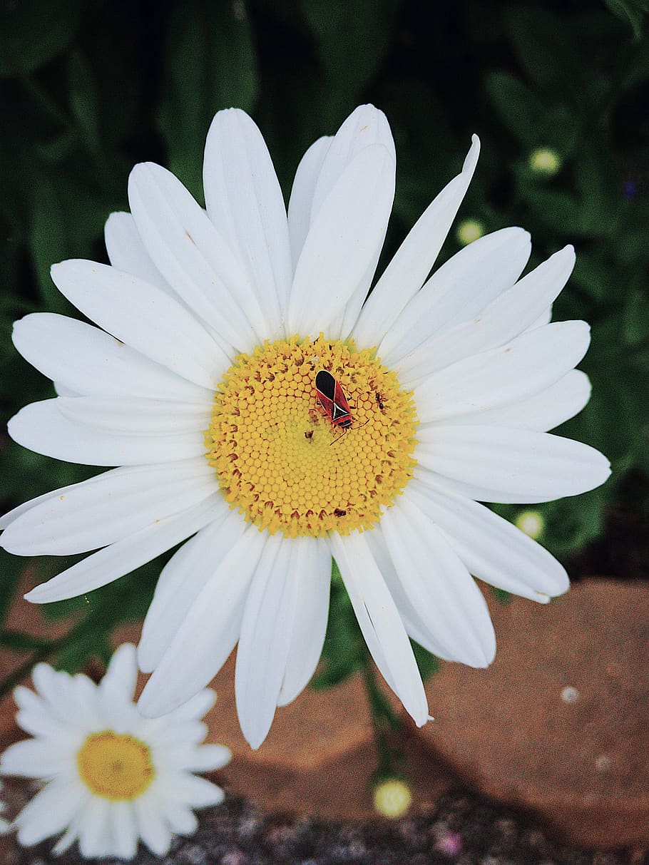 flower, flowering plant, fragility, vulnerability, petal, freshness HD wallpaper