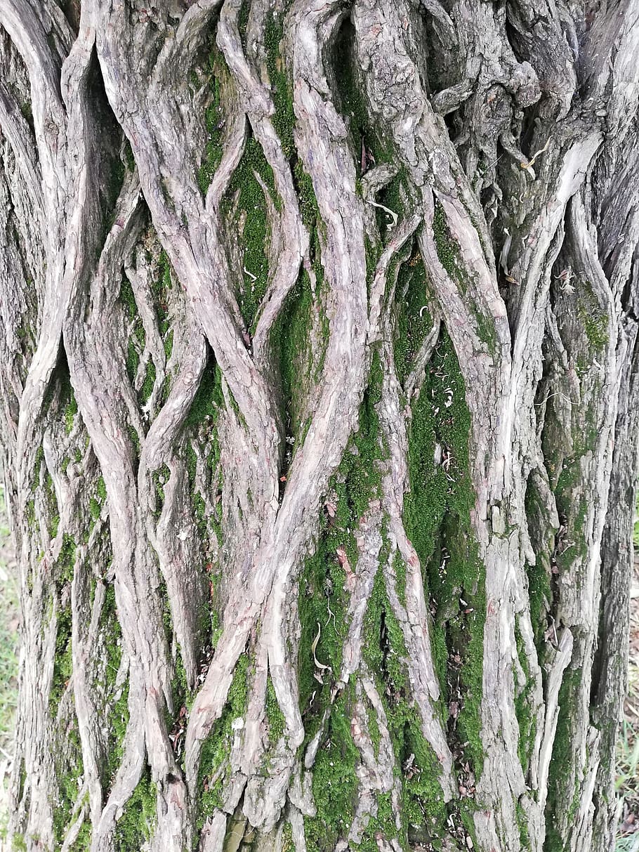 tree, shell, moss, treemoss, plant, tree trunk, no people, day HD wallpaper