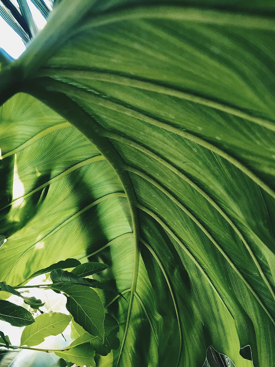 green plant, leaf, plant part, green color, growth, close-up HD wallpaper