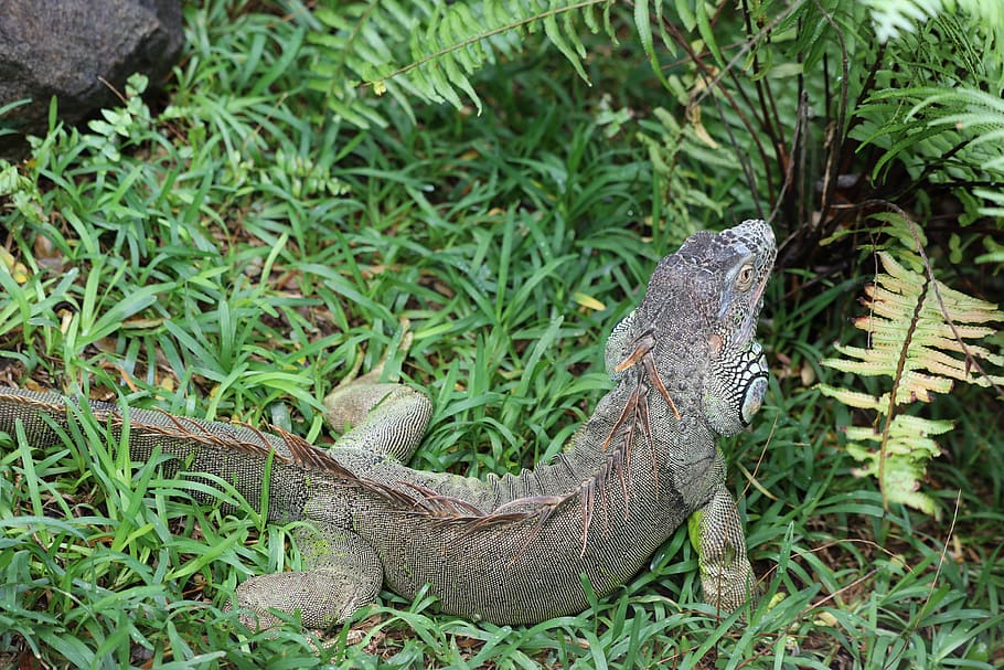 iguana, grass, lizard, reptile, animal themes, animal wildlife HD wallpaper