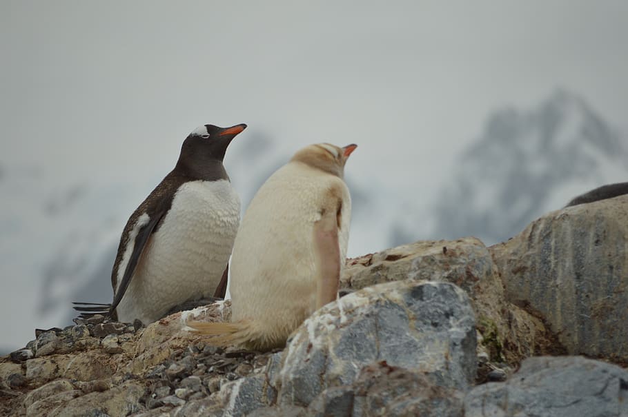 white, black, antarctica, ice, penguin, penguins, landscape HD wallpaper