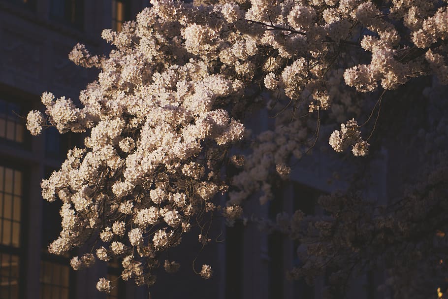 Blooming cherry tree 1080P, 2K, 4K, 5K HD wallpapers free download.