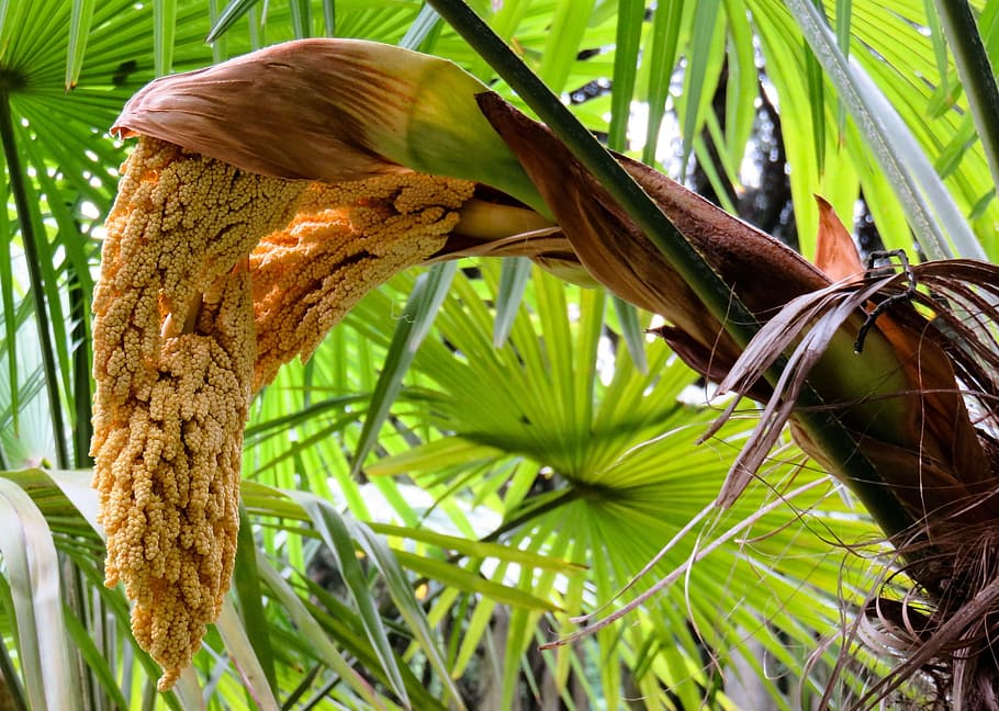 tree, palm, green, fresh, wood, nature, plant, growth, leaf HD wallpaper