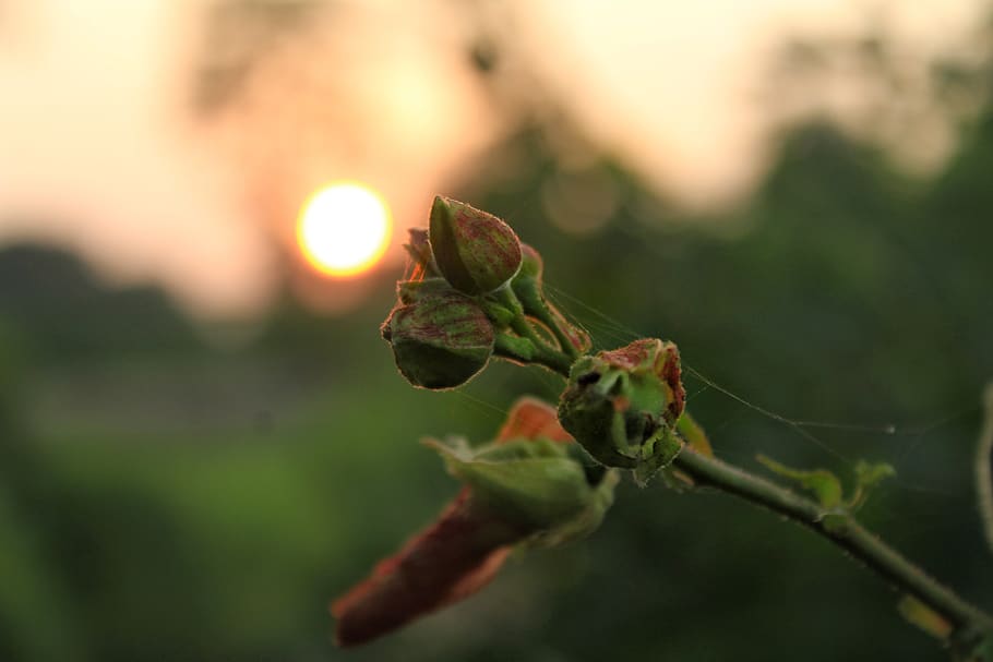 sunset, nature, orange, sky, landscape, beautiful, leaf, plant HD wallpaper