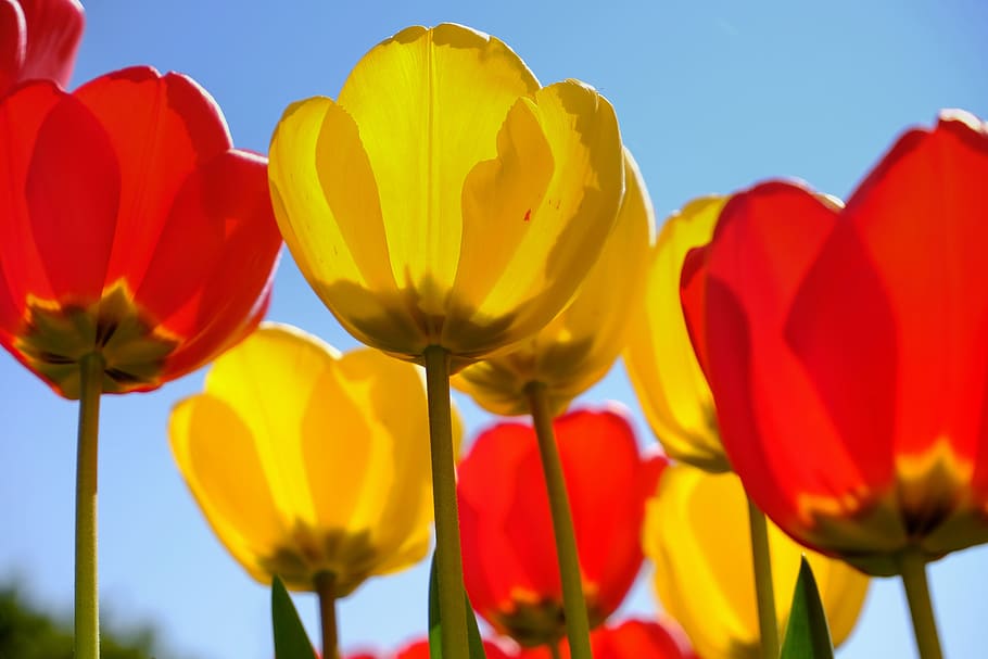 nature, flowers, tulips, spring, color, farbenpracht, bright HD wallpaper