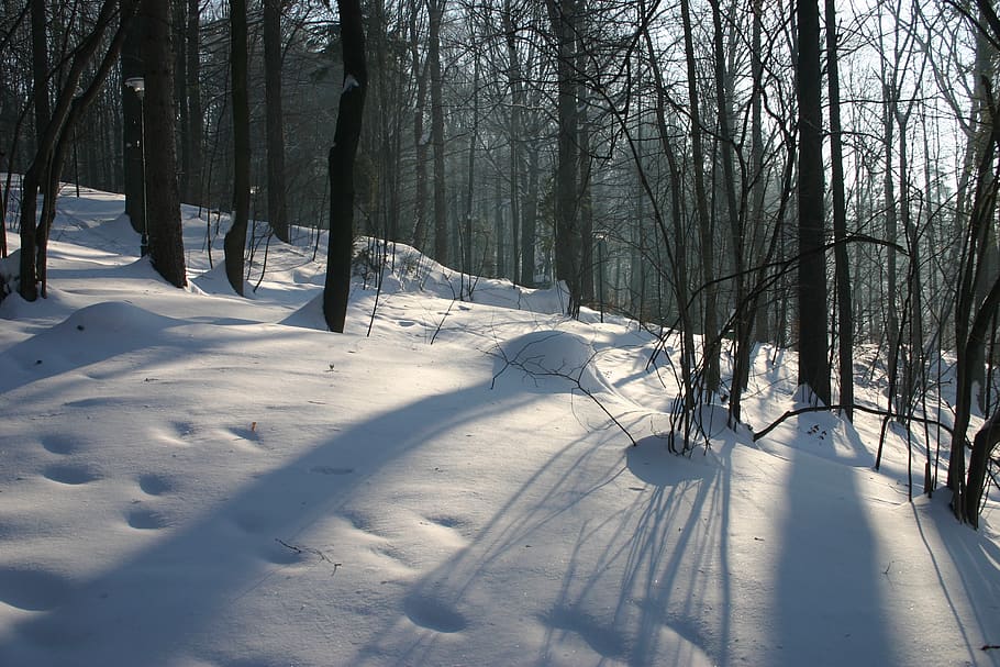 winter, mountains, snow, landscape, nature, cold, forest, cold temperature HD wallpaper