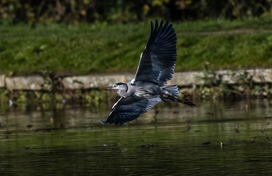 birds, heron, grey, beak, feathers, wildlife, flight, water HD wallpaper