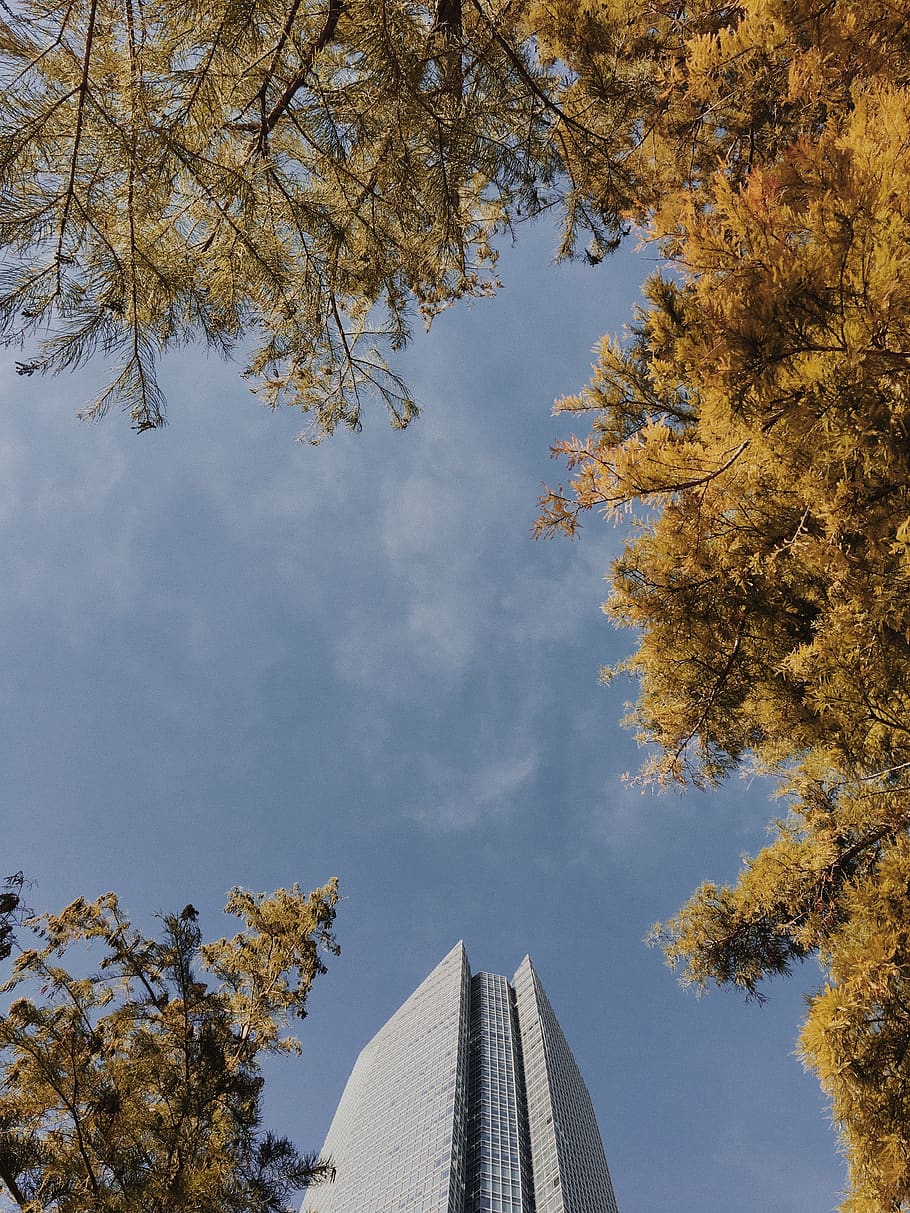 urban, tree, sky, okc, october, plant, architecture, built structure HD wallpaper
