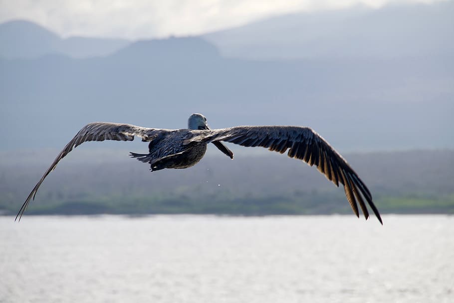 ecuador, galapagos islands, animals in the wild, animal wildlife HD wallpaper